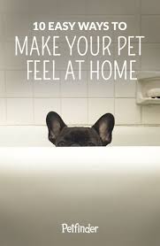 Tips For The First 30 Days Of Dog Adoption Petfinder Pet Adoption Pets Dog Adoption