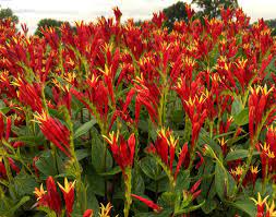We did not find results for: The Best New Perennial Flowers Of 2020 Pennlive Com