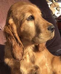 Beautiful litter of golden retriever puppys for sale. Miniature Golden Retriever Puppy For Sale Adoption Rescue For Sale In Iron River Michigan Classified Americanlisted Com