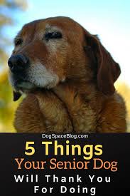 5 Things Your Senior Dog Will Thank You For Doing Dogspaceblog Senior Dog Senior Dogs Care Senior Dog Health