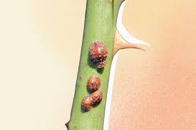 Image result for scale on plant