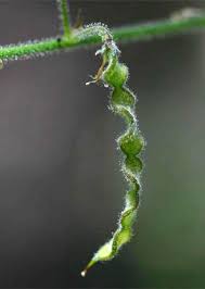 Image result for Desmodium tortuosum