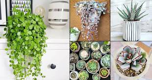 There are three major considerations for growing succulents outdoors: 31 Types Of Succulents You Should Grow Balcony Garden Web