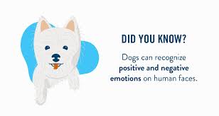 Check spelling or type a new query. The Complete Guide To Pet Ownership For Seniors A Place For Mom