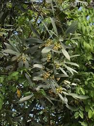 Image result for Euclea