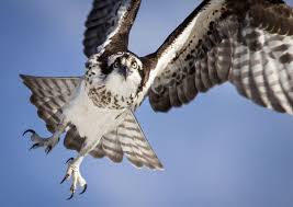 Of the raptors found in new england, the hawks, eagles, falcons, osprey and vultures are daytime hunters. Birdist Rule 93 Understand How Different Raptors Are Built To Hunt Their Prey Audubon