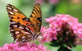 Gambar kupu kupu berwarna yang indah dan cantik sedang hinggap di bunga. 24 Gambar Kartun Kupu Kupu Dan Bunga Gambar Kupu Kupu Cantik Hinggap Binatang Dan Gambar Download Ilustrasi Kupu Kupu Bunga Bunga Kupu Kupu Gambar Kartun