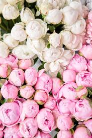 After the leaves begin to emerge in spring, place a peony cage around the plant for support as its flowers grow. Floral Carpet Or Wallpaper Background Of Pink And White Peonies Morning Light In The Room Beautiful Peony Flower For Catalog Or Online Store Floral Shop And Delivery Concept Stock Photo Picture