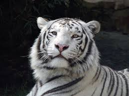 Black And White Tiger Picture Tiger Cat Black And White Wallpaper Wallpaper Free Download 1600 1200 Black And White Tiger Wallpapers 44 Wallpapers Cat Care Warrior Cats Tiger Wallpaper