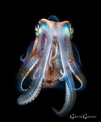 Juvenile Sharpear Enope Squid Google Search