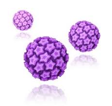 Hpv As Common In Men As Women