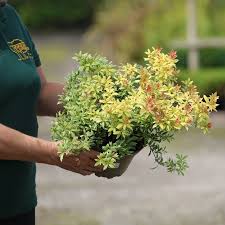 Image result for Pieris japonský little heath obrázek