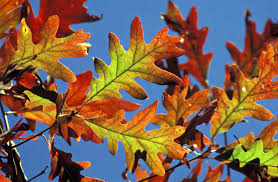 Image result for white oak leaf
