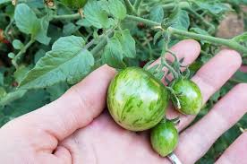 The optimum time to amend and work the soil is two to four weeks before planting, after it. How To Refresh Garden Soil For Immediate Planting Lubba Lubba