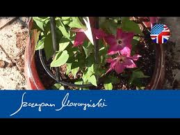 Although the clematis had been soaked for about 20 minutes, it's important to make sure that the compost and the soil are also watered. Clematis And Other Climbers On The Balcony Planting Youtube
