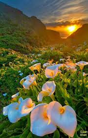 We did not find results for: So Fantastic Morning Beauty Beautiful Flowers In Neelum Valley Azad Kashmir Pakistan Beautiful Nature Beautiful Landscapes Nature