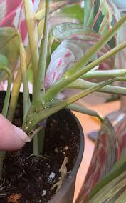 Taking care of the plant. Plant Profile Maranta Green Rooms Market