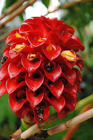 Tapeinochilos Ananassae A Rare Red Wax Ginger Flora Flowers Unusual Flowers Strange Flowers