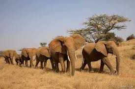 Nairobi, samburu national park, lake nakuru, maasai mara national reserve. Viagem Turismo Roteiro E Pacote Para Quenia E Tanzania Photo Safari Expedicoes