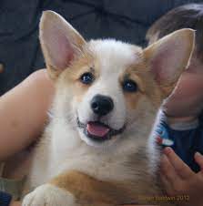 Pembroke Welsh Corgi Puppy For Sale Corgi Welsh Corgi Puppies Corgi Dog