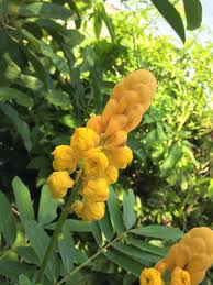 Pin On Flowers And Plants Riviera Maya