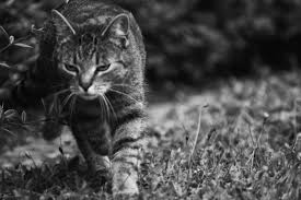 The torbie cats are rare, and they usually have tabby stripes, lines, or dots, along with black and brown/red tortoiseshell markings. Black And White Tabby Cat Photo Diary Of Dennis