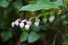 Image result for Salacia stuhlmanniana