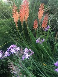 Image result for Kniphofia