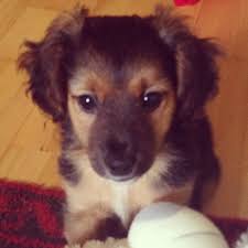 Beagle Cocker Spaniel Mix Black And Tan Benny Beagle Cocker Spaniel Jack Russell Terrier Mischling Mix Beaglepuppycutest Jack Russell Terrier Cocker Spaniel Jack Russell