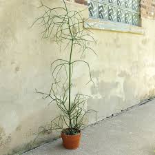 It is caustic and can burn your skin if you're sensitive. Chopping Down The Pencil Plant Pencil Plant Plants Pencil Cactus