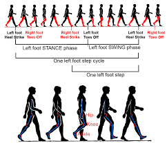 Image result for Gait