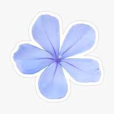 Get high quality floral background for your phone, desktop or website hd to 4k image quality no attribution required download for free! Blue Flower On A Transparent Background Poster By Ellenhenry Redbubble