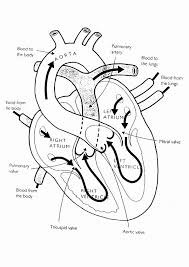 Animal Anatomy Coloring Book Beautiful Top 10 Anatomy Coloring Pages For Your Toddler 7th Life Scienc In 2020 Anatomy Coloring Book Heart Coloring Pages Coloring Books