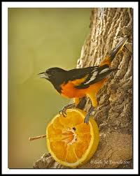Black And White Spotted Bird In Michigan Baltimore Oriole Pet Birds Backyard Birds Beautiful Birds