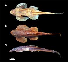 Image result for Brachystegia torrei