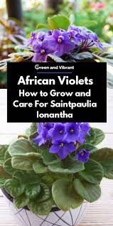 African Violets How To Grow And Care For Saintpaulia Ionantha Trees Com African Violets Saintpaulia House Plant Care