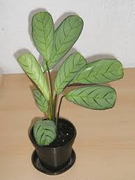 Whatever you need, whatever you want, whatever you desire, we provide. Ctenanthe Setosa Stecklinge Vermehren Majas Pflanzenblog