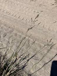 Image result for Eragrostis atrovirens