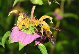 My bee balm leaves are yellow. Spotted Bee Balm 005 Photograph By George Bostian