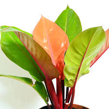 Pin On Philodendron