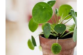 Piante da interno in vaso ornamentale. Scopri La Pilea Peperomoides La Pianta Che Fa Impazzire Pinterest Casafacile