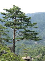 Never cut more than one fourth of a tree's roots, because it may. Pine Wikipedia