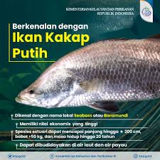 Yang menjadi salah satu keunikan ikan ini adalah dapat hidup di air laut bahkan di air payau. Kkp Ri Ar Twitter Selamat Berbuka Puasa Sahabatbahari Kalian Pasti Doyan Ikan Kakap Nah Kali Ini Mimin Ingin Mengenalkan Lebih Dekat Mengenai Ikan Kakap Putih Seperti Apa Detailnya Yuk Simak Infografis Di