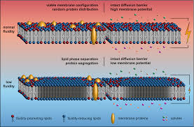 Lecture 17 Part 2 (Transition Temperature, Cholesterol, Membrane Diffusion)  - Youtube