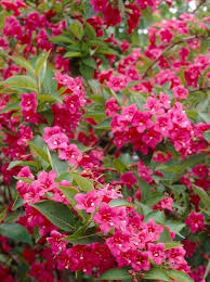 Jetzt Weigela Bristol Ruby Weigelie Bristol Ruby Gunstig Kaufen Bis Zu 20 Prozent Rabatt Top Baumschul Qualitat Riesi In 2020 Weigelie Pflanzen Gartenpflanzen