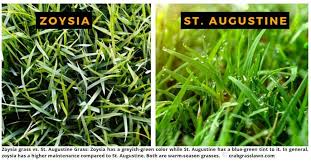 Palisades zoysia grass is a medium blade, high density turf grass that is especially suitable for home lawns palisades has proven itself to be an excellent choice for low maintenance landscapes. St Augustine Grass Vs Zoysia Differences And How To Choose Cg Lawn
