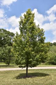 Image result for Quercus acutissima