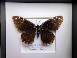 Image result for Disa brevicornis