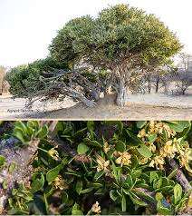 Image result for Boscia foetida