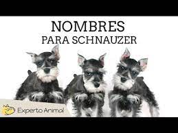 Nombres Para Perros Schnauzer Youtube Adoptar Un Perro Perros Schnauzer Perros
